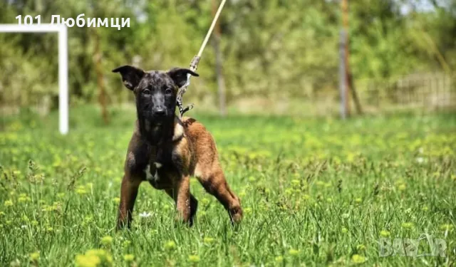 Белгийска овчарка -Малино, снимка 2 - Белгийска овчарка - 47450265