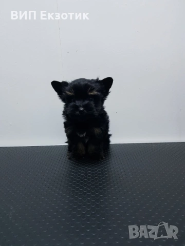 ПРОДАВА МИНИ ЙОРКШИРСКИ ТЕРИЕР, снимка 2 - Йоркширски териер - 53305367