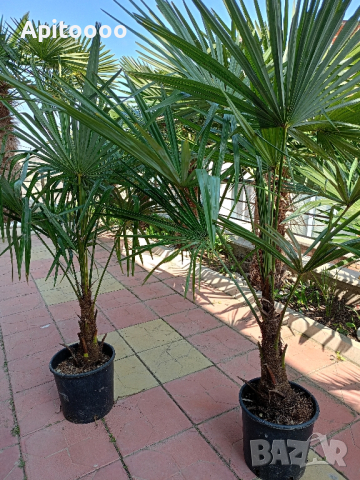 трахикарпус студоустойчиви палми 1.20–1.50, снимка 5 - Градински цветя и растения - 43204232