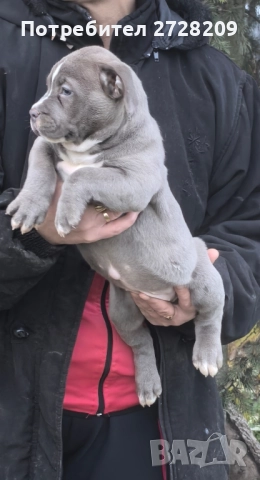 Американско Були Хл/American Bully XL , снимка 15 - Питбул - 52325603