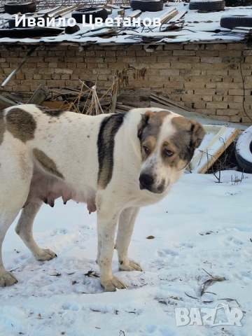 Алабай, снимка 9 - Алабай - 53230055