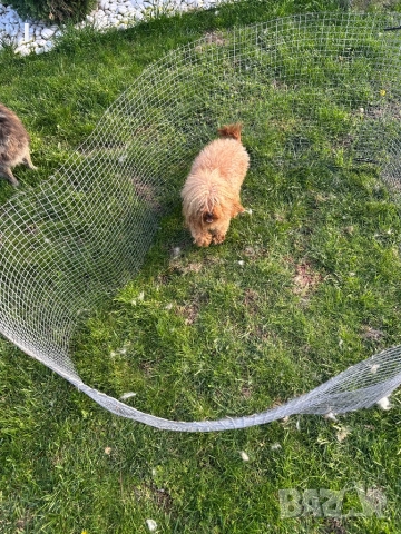 Той Пудел , снимка 4 - Пудели - 50623844