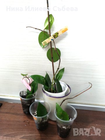 Хоя восъчно цвете Red flowers , снимка 3 - Градински цветя и растения - 42241162