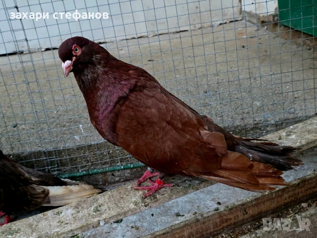 Римски гълъби (Рьомери), снимка 4 - Гълъби - 51181839