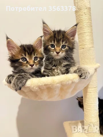 Maine coon чистокръвни, снимка 3 - Мейн кун - 56132815