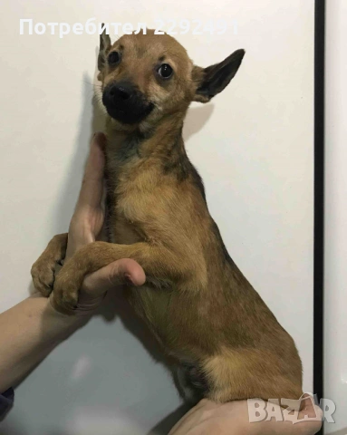 Мини Пинчери , снимка 4 - Пинчер - 52878798