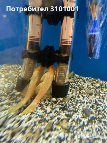 Продавам 1 чифт аниструси , снимка 2 - Рибки - 50493143