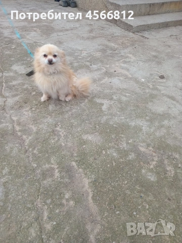 Немски шпиц 