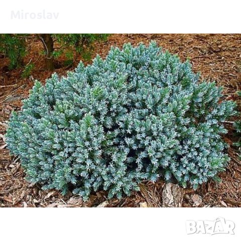 Юниперус(Синя Звезда), снимка 3 - Градински цветя и растения - 41978045