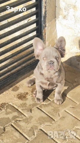 Френски булдог, снимка 8 - Френски булдог - 51228287