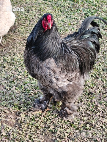 Продавам петел Брама, снимка 6 - Кокошки и пуйки - 53301702