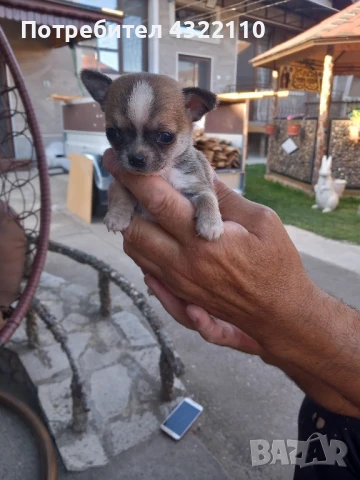 мини чихуахуа , снимка 1