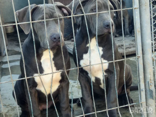Американско Були Ххл American bully XXl , снимка 5 - Питбул - 56316424