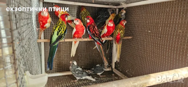 Продавам Розели-(Пенанти) , снимка 11 - Папагали - 56140623