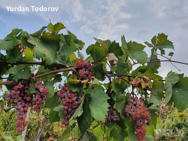 Продавам Грозде