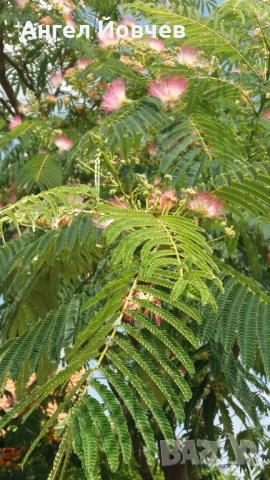 Албиция - фиданки, снимка 2 - Разсади - 53849029