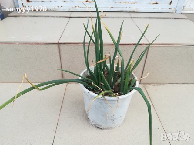 лук в саксия с пръст-за дома терасата 2102241331, снимка 10 - Стайни растения - 44399041