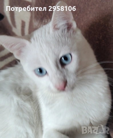 бяло мъжко коте, сини очи, 5 мес., снимка 6 - Британска късокосместа - 53197414