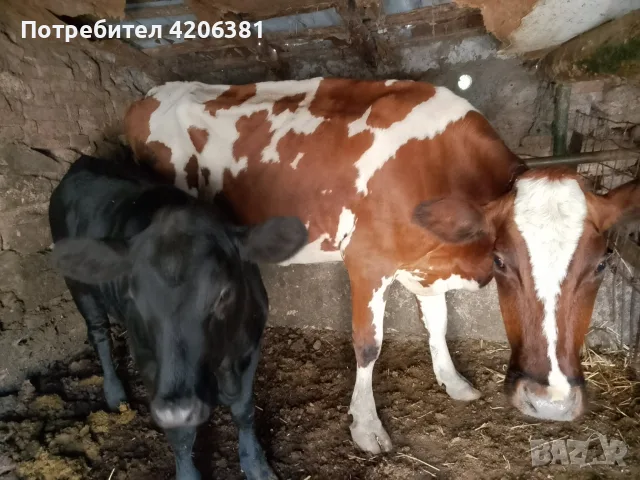 Продавам крава с теле.
