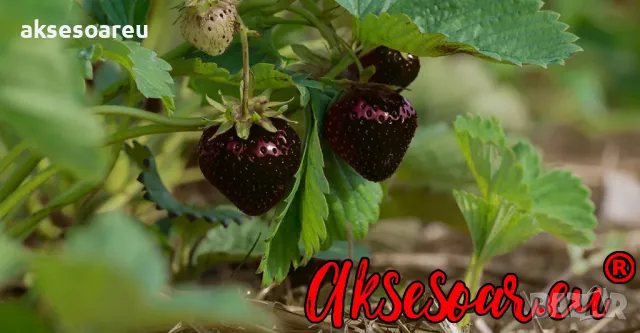 80 семена от плод черна ягода органични плодови ягодови семки от вкусни черни ягоди отлични плодове, снимка 2 - Сортови семена и луковици - 50419261