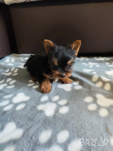 йоркширски териер , снимка 2 - Йоркширски териер - 53302767