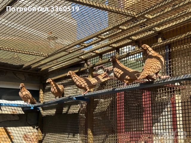 Гълаби неврени и лимонки, снимка 9 - Гълъби - 50813378