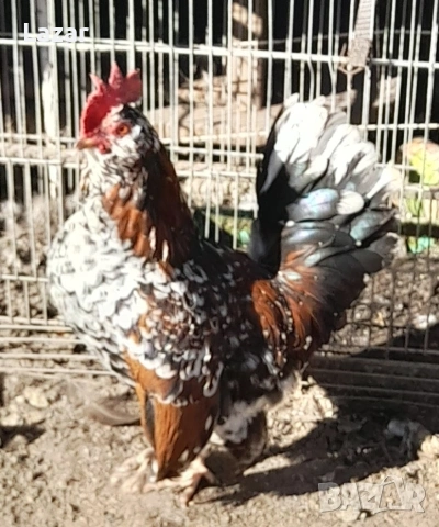 Продавам петле