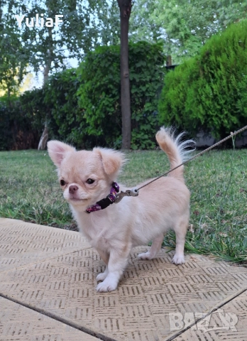 Кремово  момиче