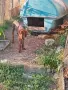 порода плод хаунд., снимка 2