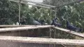Пазарджишки високо летци. , снимка 15