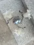 Полилей с три крушки!, снимка 4
