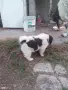 Продавам каракачани , снимка 1