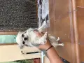 мъжко чихуахуа на 1 година, снимка 3