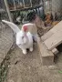 зайци великани всякакви, снимка 3