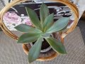 красиво екзотично растение в саксия от Остров Палма де Майорка., снимка 1