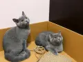 Британски късокосмести, снимка 5