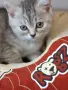 Шотландски клепоухи котенца, снимка 3