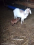 Продавам кози с ярета, снимка 5