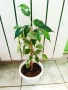 Бенджамин, Хлорофитум, Бегония, Женшен, Фикус , снимка 9