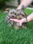 Съкровища малки пухкави 🍀🍀🍀, снимка 1
