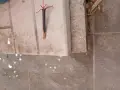 Силов едножилов кабел, снимка 1
