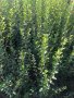 Зелен лигуструм  разклонен ,подрязван перфектен на гол корен- 070 см, снимка 7