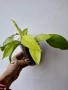 Филодендрон, philodendron Malay Gold, снимка 2