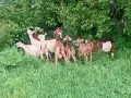 5 кози 3 женски ярета 1бр пръч, снимка 3
