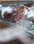 6 чифта чилести паламарски гълъби , снимка 4