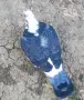 Спортни пощи, Мардини и други.., снимка 8