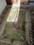 Килим, снимка 2