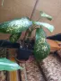 Дифенбахия стайно цвете , снимка 12