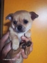 Мини чихуахуа момче., снимка 2