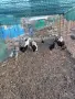 Продавам млади петли, снимка 4